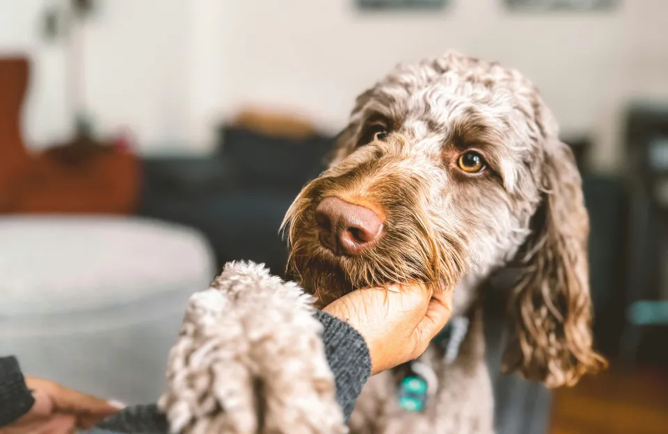 Pet-Friendly Options