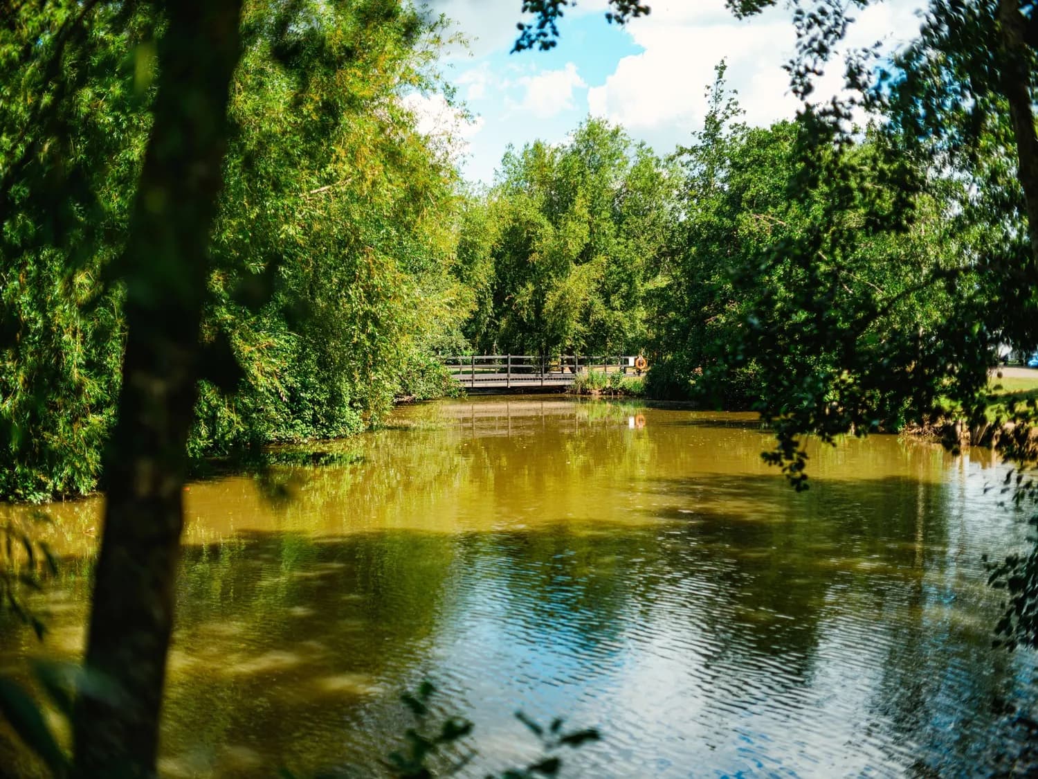 Roach Farm Fishing Pond Greenery trees 3