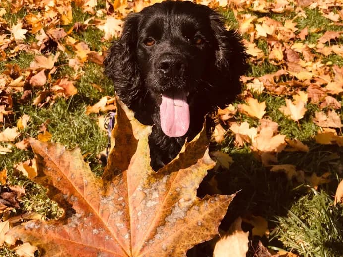 autumn dog in leaves 