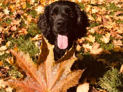 autumn dog in leaves 