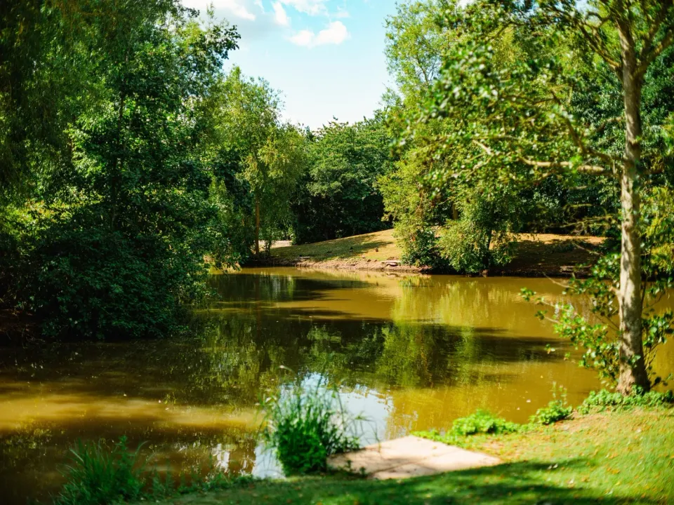 Roach Farm Fishing Pond Greenery trees ducks